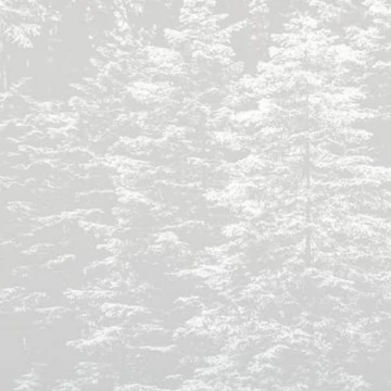 Erdő mintás szürke színárnyalatú Vlies tapéta Fashion for walls 4 2553N71
